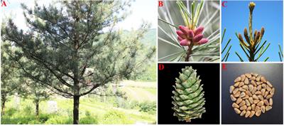 Phytohormone biosynthesis and transcriptional analyses provide insight into the main growth stage of male and female cones Pinus koraiensis